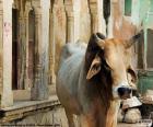 Hindistan'ın kutsal inek. Hindu din metinlerin inek Devi (Tanrıça) ve Aditi (tanrıların anası) olarak adlandırılan